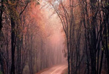 [图]迈阿密大师赛-阿尔卡拉斯1-2遭戈芬逆转止步第二轮.